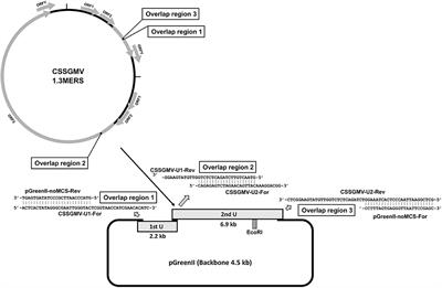 Construction of an Infectious Clone of the Badnavirus Cacao Swollen Shoot Ghana M Virus and Infectivity by Gene Gun- and Agrobacterium-Mediated Inoculation